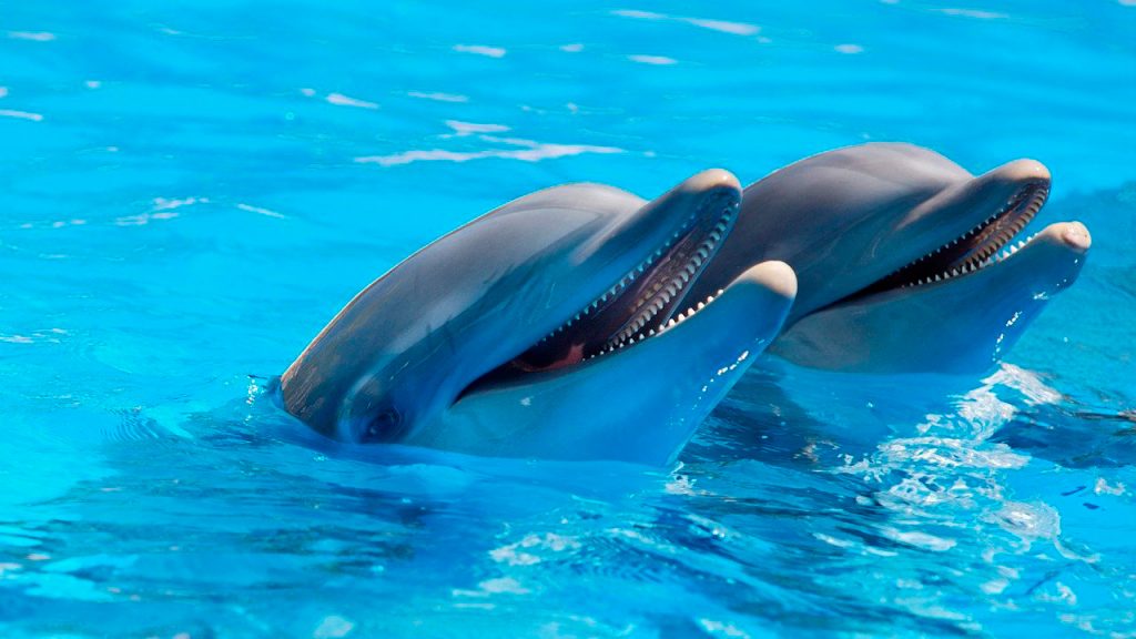 Dolphin Reef